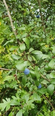 Prunus spinosa