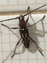 Ambonus distinctus
