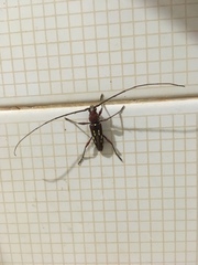 Ambonus distinctus