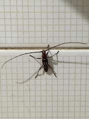Ambonus distinctus