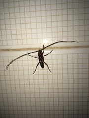 Ambonus distinctus