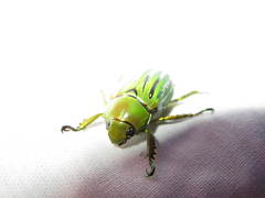 Chrysina gloriosa