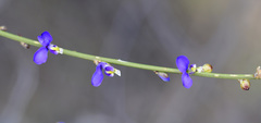 Comesperma scoparium