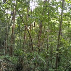 Terminalia calamansanai