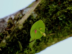 Lepanthes helleri