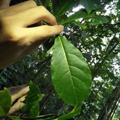 Terminalia calamansanai