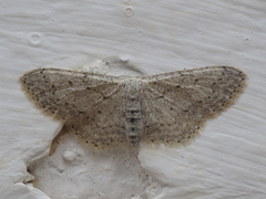 Idaea incisaria