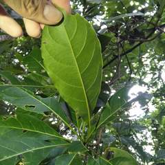 Terminalia calamansanai