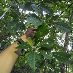 Terminalia calamansanai