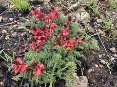 Indigofera sanguinea