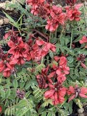 Indigofera sanguinea