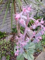 Gibbiflorae