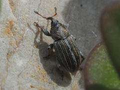 Tychius schneideri