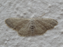 Idaea incisaria