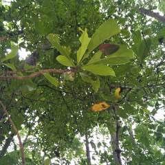Terminalia calamansanai