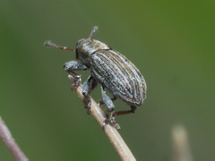 Tychius schneideri
