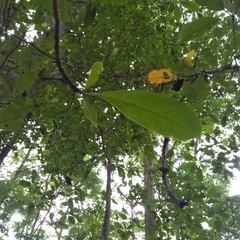 Terminalia calamansanai