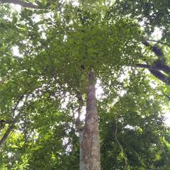 Terminalia calamansanai