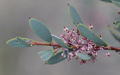 Hakea incrassata