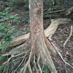 Terminalia calamansanai