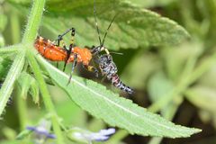 Pyrrhosphodrus caatingensis