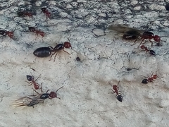 Crematogaster schmidti