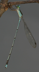 Indolestes divisus