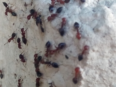 Crematogaster schmidti