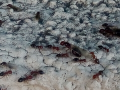 Crematogaster schmidti