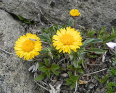 Erigeron aureus