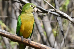 Eupsittula cactorum