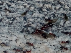 Crematogaster schmidti