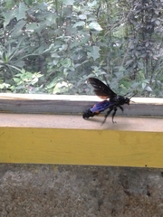 Pygodasis ephippium ephippium