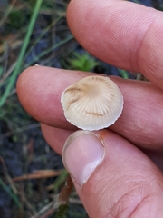 Phaeonematoloma myosotis