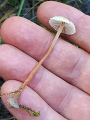 Phaeonematoloma myosotis