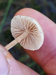 Phaeonematoloma myosotis