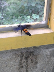 Pygodasis ephippium ephippium