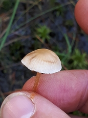 Phaeonematoloma myosotis