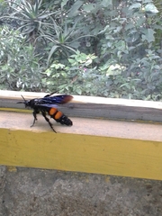 Pygodasis ephippium ephippium