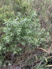 Salix mucronata woodii