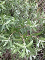 Salix mucronata woodii