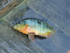 Caquetaia spectabilis