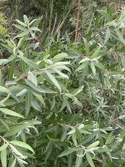Salix mucronata woodii