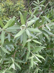 Salix mucronata woodii