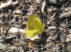 Abaeis mexicana