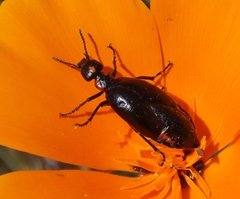 Lytta sublaevis