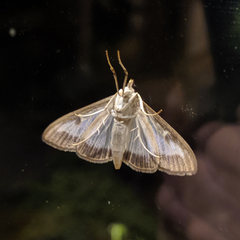 Cydalima perspectalis