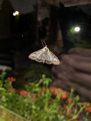 Cydalima perspectalis