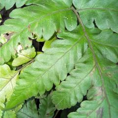 Tectaria fuscipes