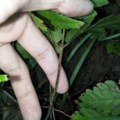Tectaria fuscipes